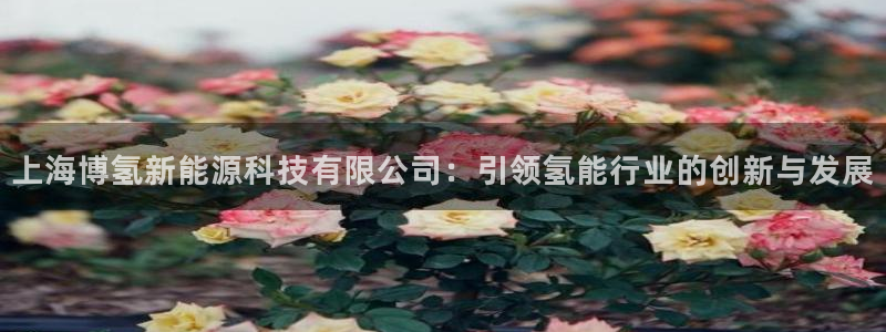 sunbet源码