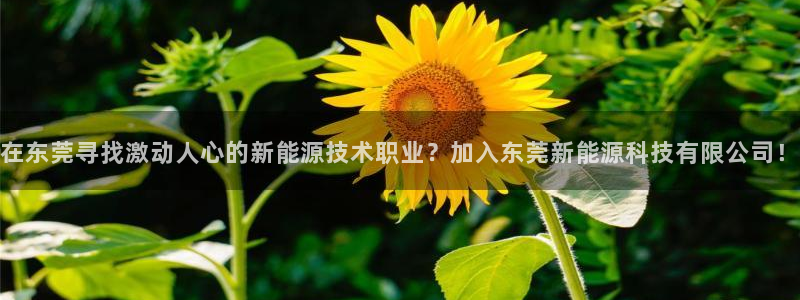sunbet程序
